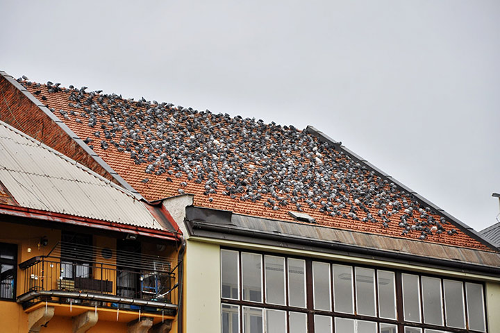 A2B Pest Control are able to install spikes to deter birds from roofs in Bradford. 