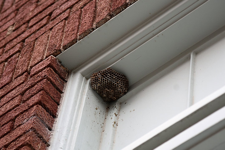 We provide a wasp nest removal service for domestic and commercial properties in Bradford.